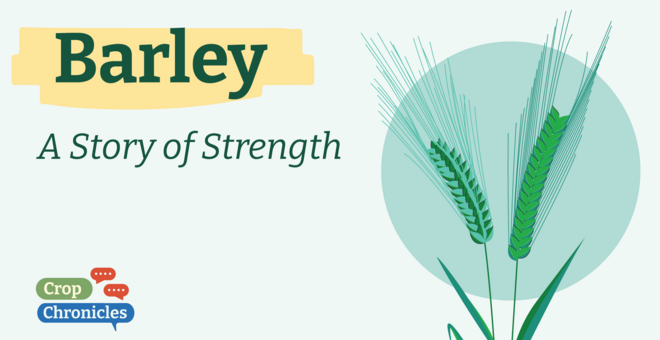 Barley: A Story of Strength