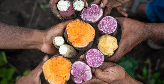 Plan B for Backup: Sweetpotato Seeds Go to Svalbard