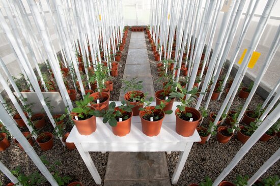 Potato seedlings. 