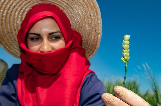 A field technician for the durum wheat breeding project shows a durum wheat spike.