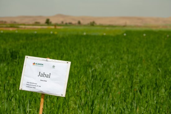 Jabal Durum variety in the field. 