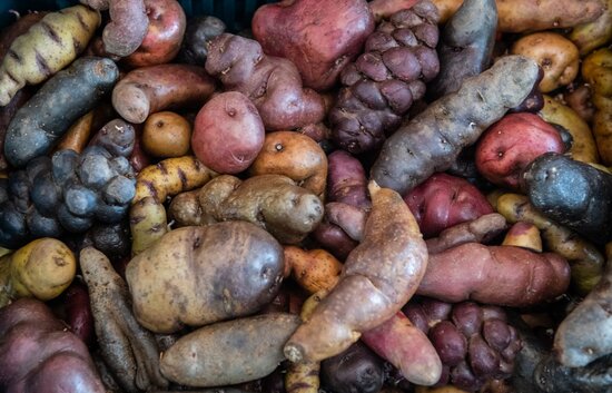 Potato Diversity. 