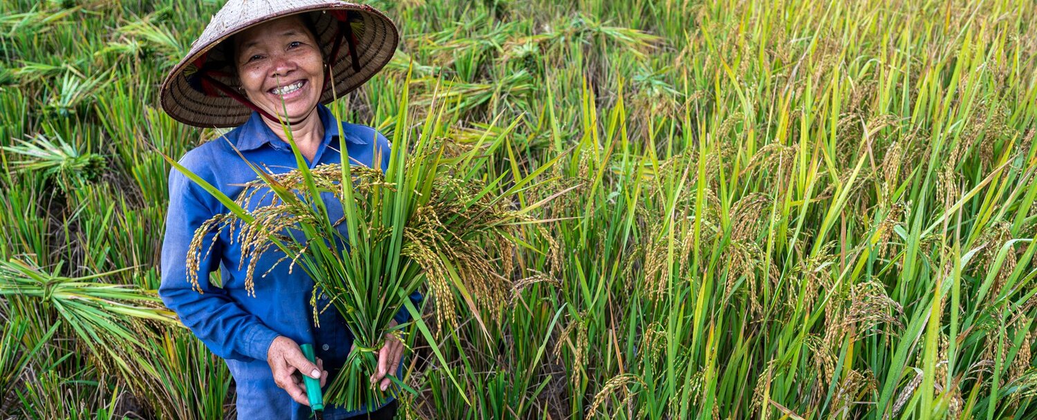 Vietnam rice harvest