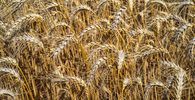 El País: Wild Wheat - The Key to Food Security in a Warming World