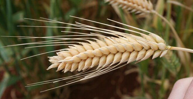 Close up image of wheat.