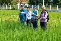 BOLD reviewers at rice regeneration fields