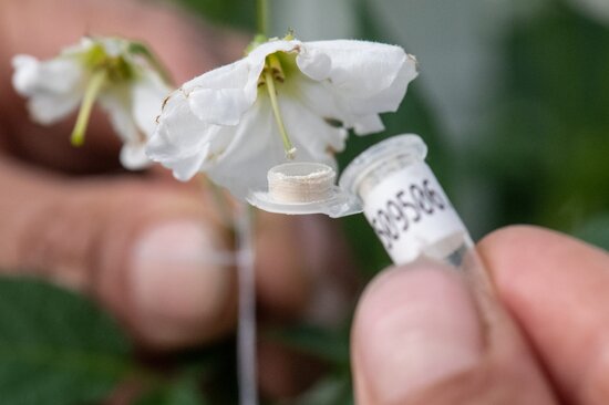 Pollinating flowers at CIP. 