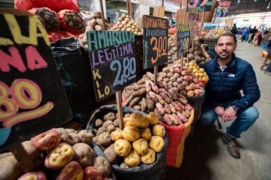 Potato variety.