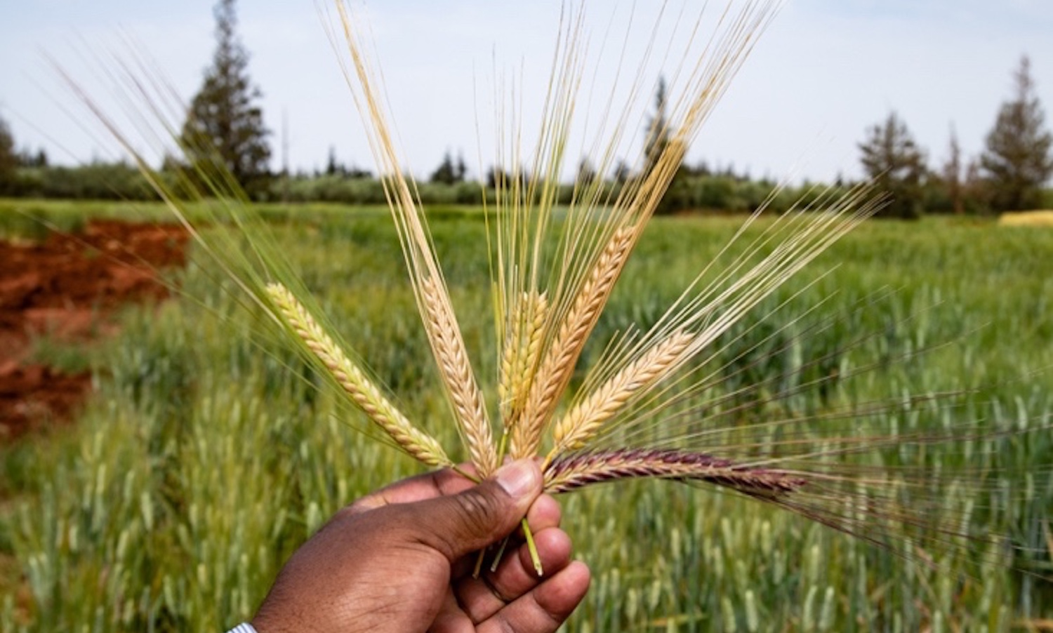 Cereal crops. 